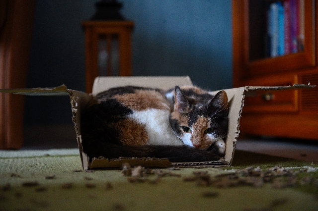 ¿Las cajas de arena para gatos de Fresh Step son reciclables?