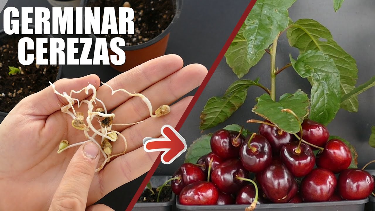 Cuanto Tarda En Germinar Una Semilla De Cereza