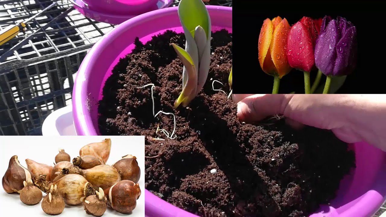 Como Sembrar Un Tulipan En Maceta